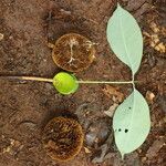 Irvingia excelsa Fruit