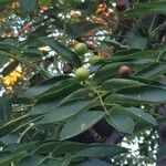 Ekebergia capensis Φρούτο