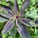 Amaranthus hypochondriacusLeaf