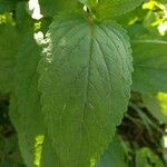 Scrophularia auriculata Blatt