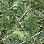 Acacia xanthophloea Лист