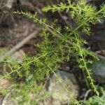 Asparagus acutifoliusList