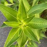 Ludwigia peruviana Hoja