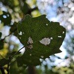 Populus × canescens Ліст