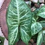 Syngonium podophyllumLeaf