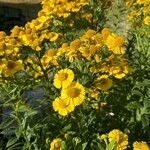 Helenium autumnale Žiedas