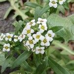 Lobularia maritima Virág