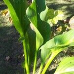 Zantedeschia albomaculata Blad