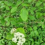 Viburnum lantana L.Blad