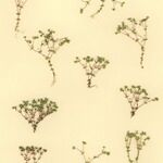 Radiola linoides Vivejo