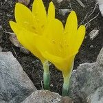 Sternbergia lutea Flor