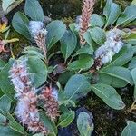 Salix arctica Floare