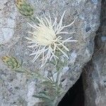 Centaurea diffusa Flower