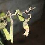 Machaerium biovulatum Fruit