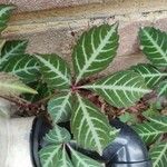 Parthenocissus henryana Leaf