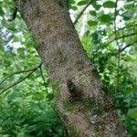 Ficus palmata Bark