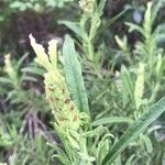 Lavandula viridis Flower