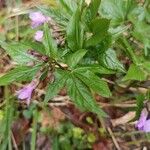 Cardamine pentaphyllos葉