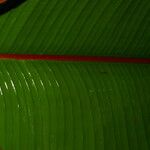 Heliconia reticulata Hoja