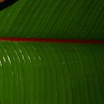 Heliconia reticulata Leaf