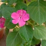 Impatiens wallerianaപുഷ്പം