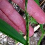 Elymus repens Kwiat