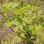 Fraxinus latifolia Leaf