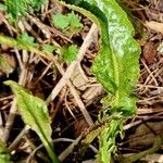 Armoracia rusticana Leaf