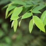Xylopia cupularis Leaf