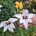 Gladiolus murielae Flor