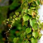 Parthenocissus tricuspidata Leaf