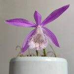 Pleione praecox Blomma