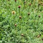 Acaena sericea Habit