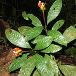 Psychotria elata Лист