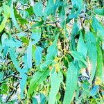 Eucalyptus tereticornis 形態