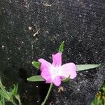 Agrostemma githago Květ