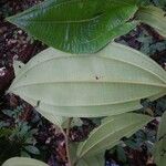 Miconia tschudyoides Leaf