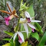 Calanthe tankervilleae Flower