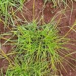 Heteropogon contortus Hoja
