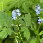 Myosotis alpestrisKvet