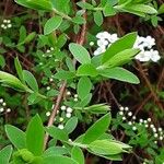 Spiraea thunbergii পাতা