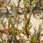 Salicornia perennis Blatt