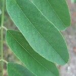 Robinia pseudoacacia ഇല
