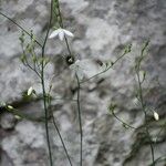 Anthericum ramosum Fula