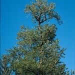 Populus trichocarpa Hàbitat