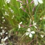 Brassica barrelieri Fleur