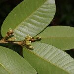 Chrysophyllum brenesii Blomma