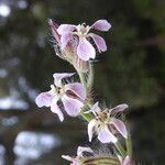 Silene gallica Blüte