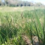 Carex praecox Flor
