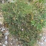 Dianthus pungens Habitus